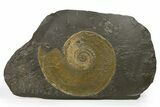 Jurassic Ammonite (Harpoceras) Fossil - Posidonia Shale, Germany #264531-1